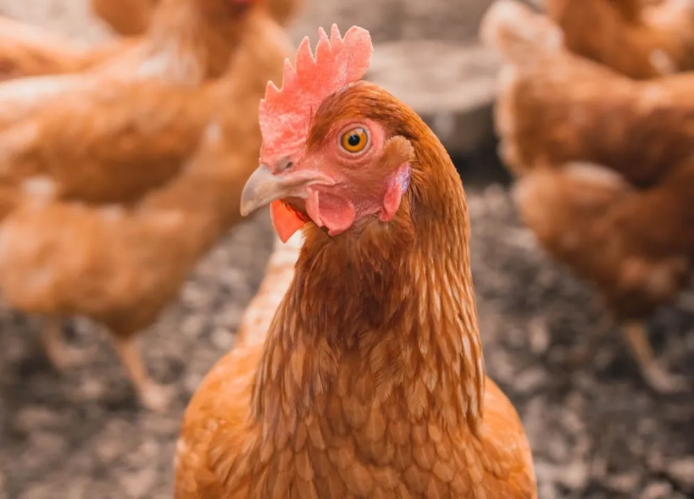 Poultry in motion: CityChick + EasyRoutes