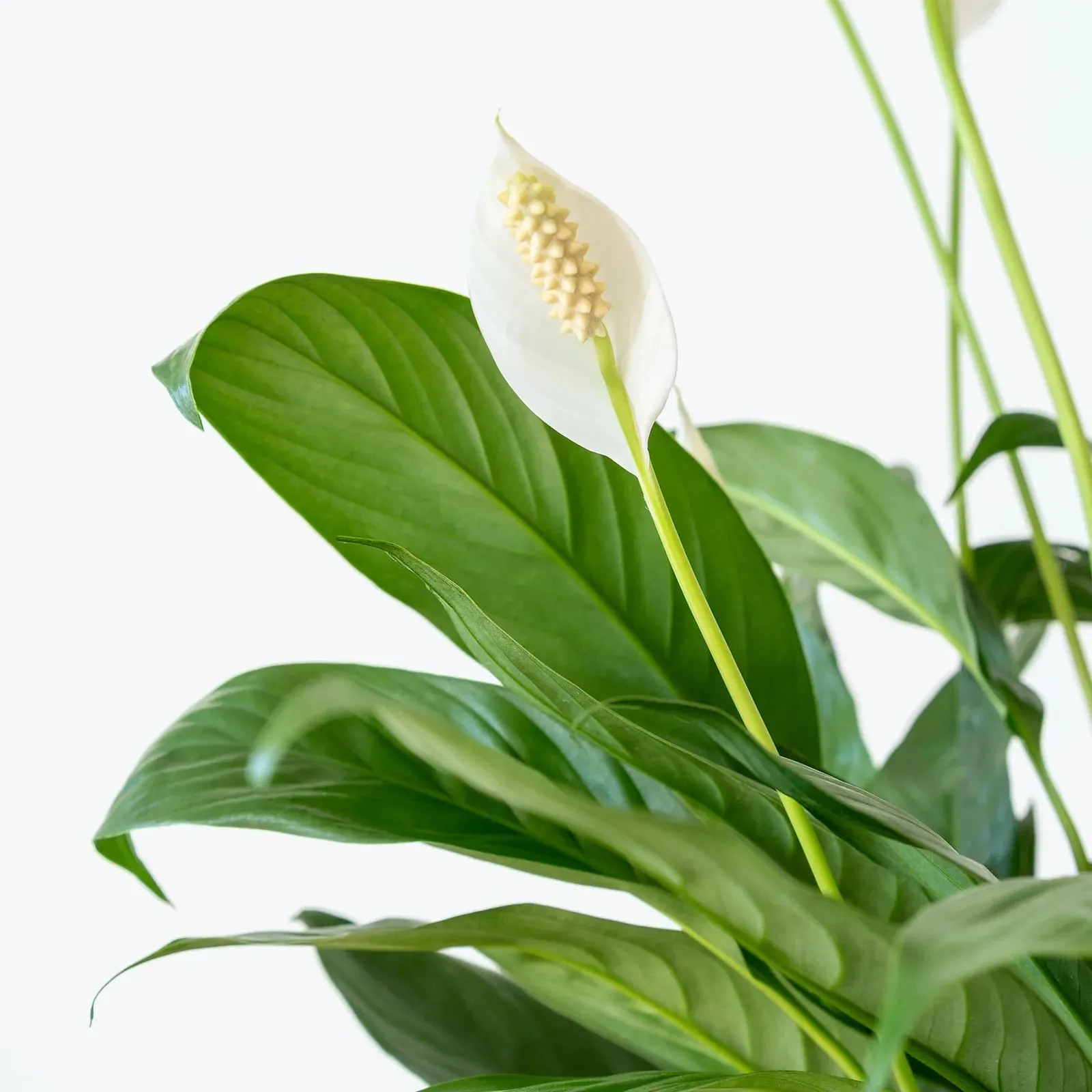 Peace Lily (Spathiphyllum) - Great for low-lights