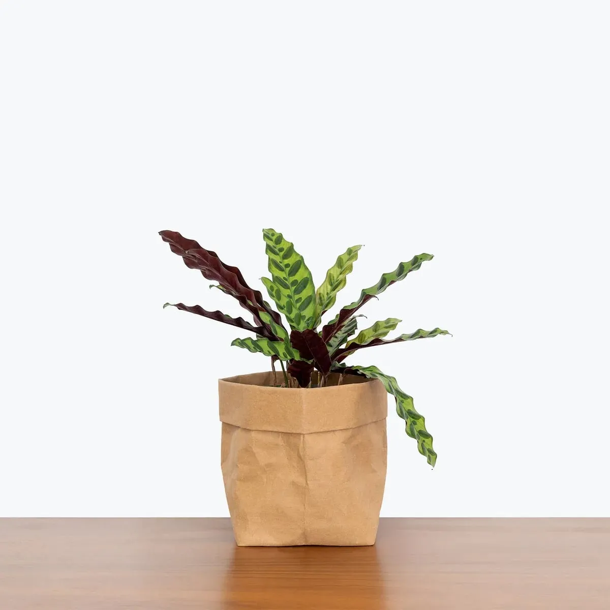 Prayer Plant (Calathea Lancifolia) - Perfect for Pets